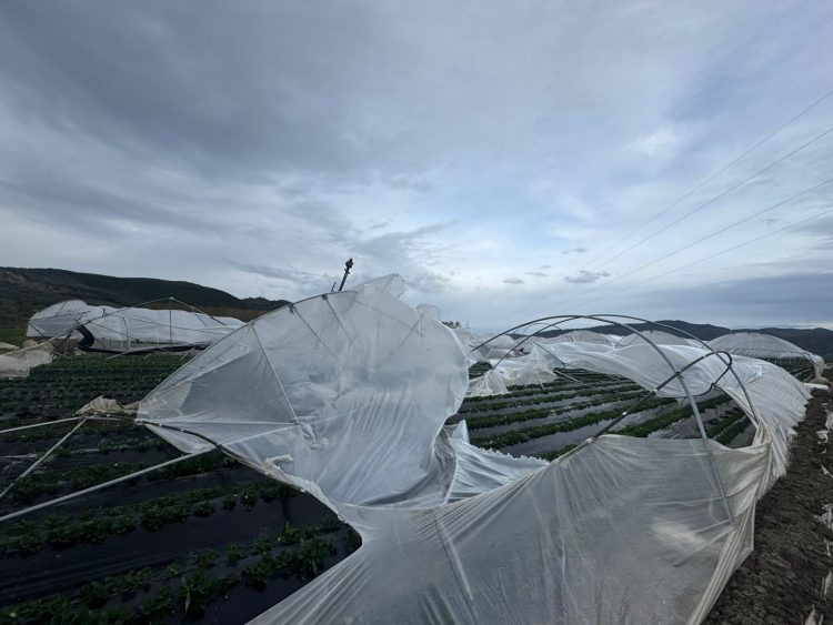 Stuhia, shihni si janë shkatërruar 1.2 Ha serra me luleshtrydhe (FOTO)