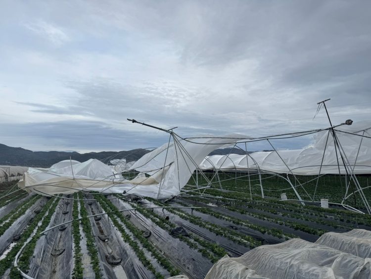 Stuhia, shihni si janë shkatërruar 1.2 Ha serra me luleshtrydhe (FOTO)