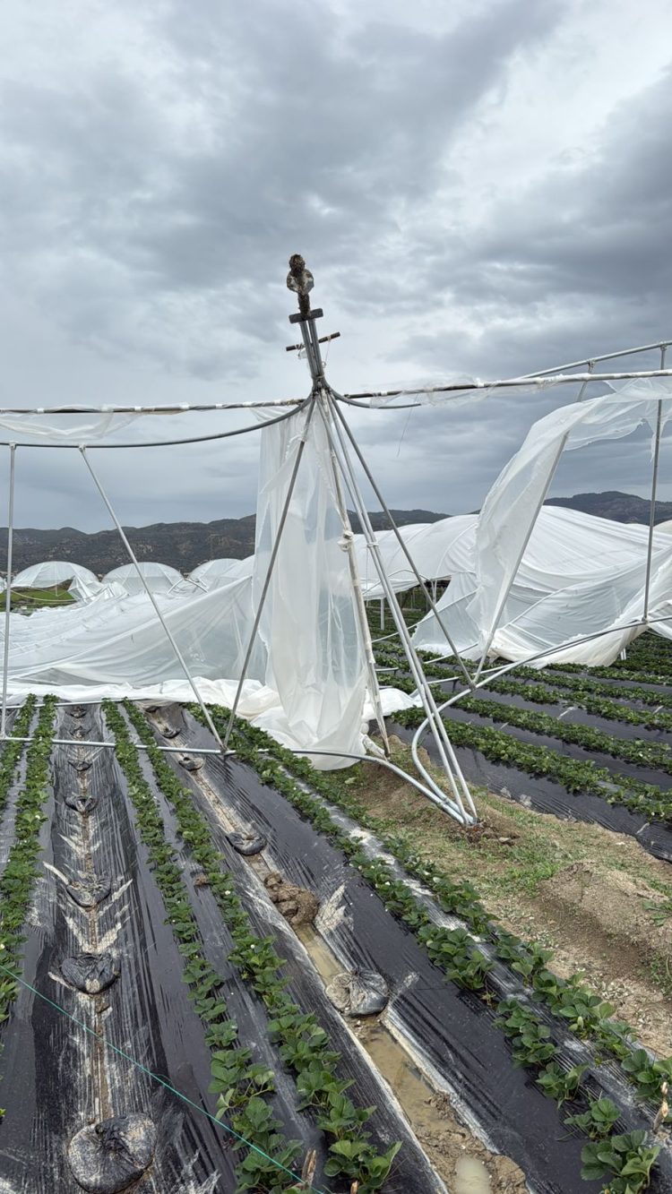 Stuhia, shihni si janë shkatërruar 1.2 Ha serra me luleshtrydhe (FOTO)