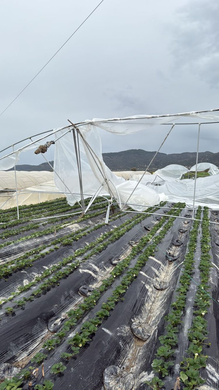 Stuhia, shihni si janë shkatërruar 1.2 Ha serra me luleshtrydhe (FOTO)