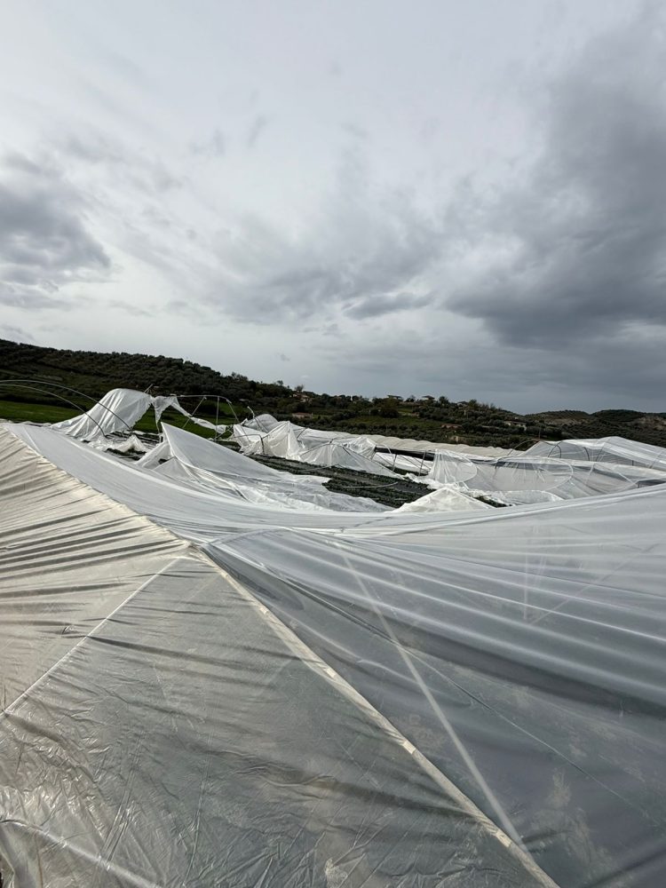 Stuhia, shihni si janë shkatërruar 1.2 Ha serra me luleshtrydhe (FOTO)