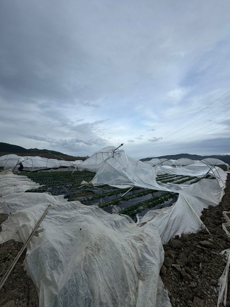 Stuhia, shihni si janë shkatërruar 1.2 Ha serra me luleshtrydhe (FOTO)