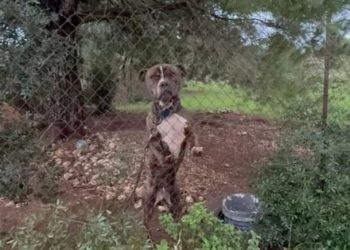 E mori nga rruga dhe e strehoi në shtëpi, qeni pitbull kafshon për vdekje fëmijën 2-vjeçar të emigrantit shqiptar në Greqi (VIDEO)