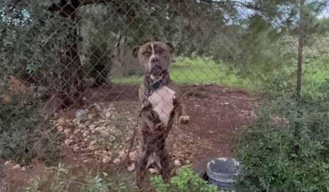 E mori nga rruga dhe e strehoi në shtëpi, qeni pitbull kafshon për vdekje fëmijën 2-vjeçar të emigrantit shqiptar në Greqi (VIDEO)