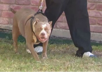 E rëndë në Greqi/ Fëmija 18-muajsh me baba shqiptar sulmohet për vdekje nga qeni pit bull