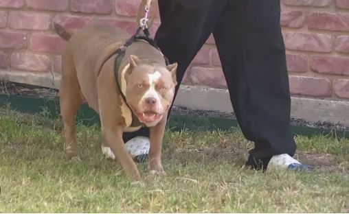 E rëndë në Greqi/ Fëmija 18-muajsh me baba shqiptar sulmohet për vdekje nga qeni pit bull