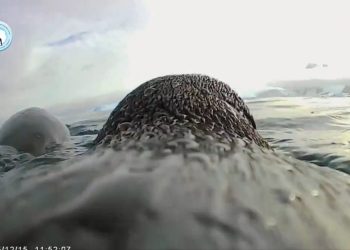 VIDEO/ Jeta në Antarktidë, shkencëtarët publikojnë pamjet unike të filmuara nga një pinguin