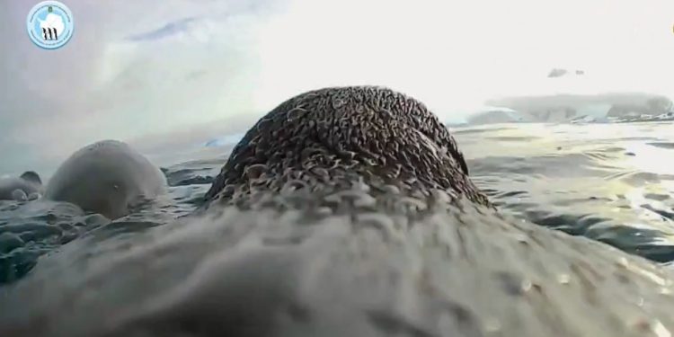 VIDEO/ Jeta në Antarktidë, shkencëtarët publikojnë pamjet unike të filmuara nga një pinguin