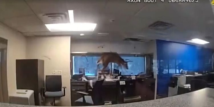 VIDEO/ Incident i pazakontë! Dreri thyen dritaren dhe hyn në një bankë