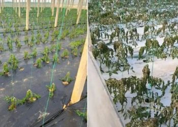 Ngricat në Fier dëmtojnë perimet në serra