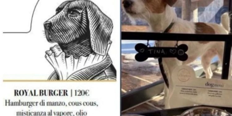 Hamburger me mish viçi, peshk dhe cous-cous i dekoruar me fletë ari/ Meny e pazakontë gourmet për qentë në prag të Olimpiadës Dimërore, çmimet shkojnë deri në …