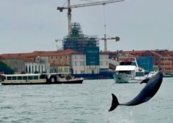 Delfini “Mimo” përshtatet në lagunën e Venecias, shkencëtarët kërkojnë rregulla më të forta për anijet