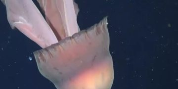 Sa një autobus, shkencëtarët zbulojnë një kandil deti gjigant pranë brigjeve të Argjentinës (VIDEO)