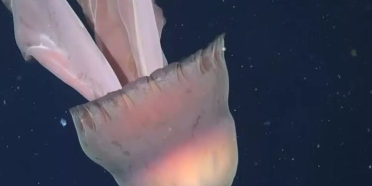 Sa një autobus, shkencëtarët zbulojnë një kandil deti gjigant pranë brigjeve të Argjentinës (VIDEO)