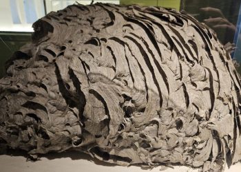 Pamjet virale/ Fole gjigante grerëzash zbulohet në New York, ekspozohet në muze