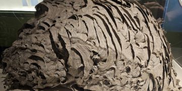 Pamjet virale/ Fole gjigante grerëzash zbulohet në New York, ekspozohet në muze