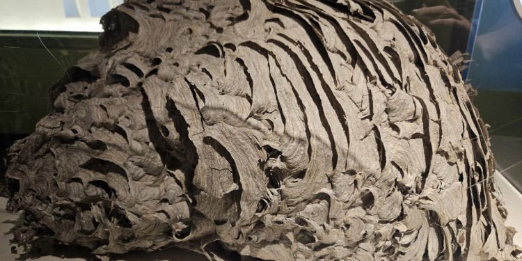 Pamjet virale/ Fole gjigante grerëzash zbulohet në New York, ekspozohet në muze