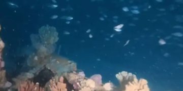 Zgjidhet misteri 150-vjeçar/ Gjenden në Australi rrënojat e anijes me avull City of Hobart