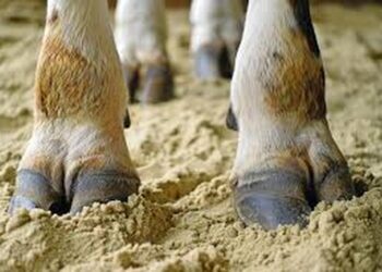 Sëmundja e rrezikshme shfaqet në Greqi, Shqipëria ndalon importin e kafshëve!