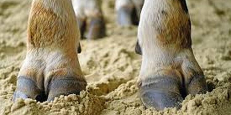 Sëmundja e rrezikshme shfaqet në Greqi, Shqipëria ndalon importin e kafshëve!