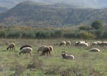 Konflikt për kullotat në Asim Zeneli, procedohen penalisht dy vëllezër nga Lazarati