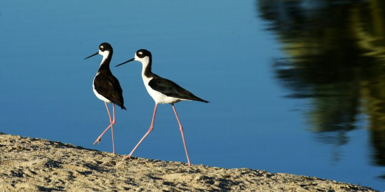 Studimi rrëzon mitin! Indigjenët nuk shkaktuan zhdukjen e zogjve në Hawaii