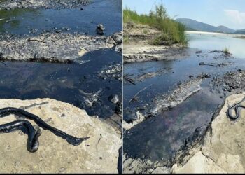 Ndotje katastrofike në Vjosë prej naftës, nën hetim 4 punonjësit e ‘Albpetrol’ (VIDEO)