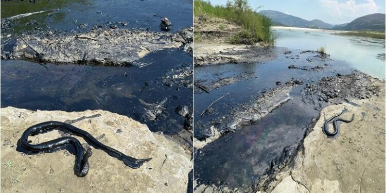 Ndotje katastrofike në Vjosë prej naftës, nën hetim 4 punonjësit e ‘Albpetrol’ (VIDEO)