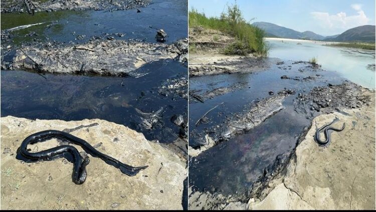 Ndotje katastrofike në Vjosë prej naftës, nën hetim 4 punonjësit e ‘Albpetrol’ (VIDEO)