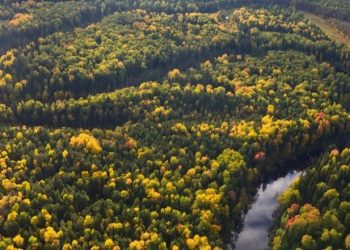 Zbulimi i një pylli prehistorik nën Detin e Veriut rishkruan historinë e Evropës së hershme