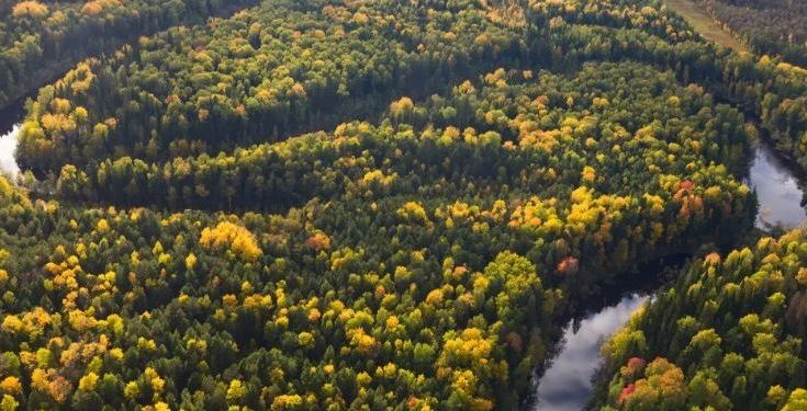 Zbulimi i një pylli prehistorik nën Detin e Veriut rishkruan historinë e Evropës së hershme