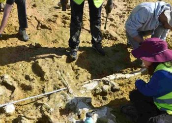 Dy balena 10 milionë vjeçare u zbuluan nga stuhitë dimërore në Portugali