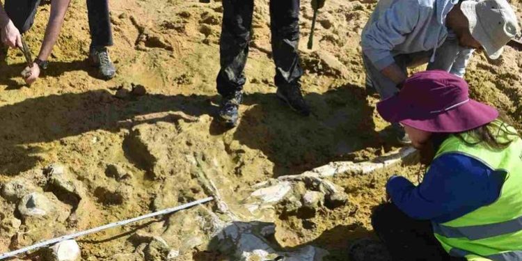 Dy balena 10 milionë vjeçare u zbuluan nga stuhitë dimërore në Portugali