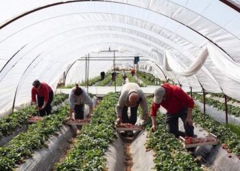 “Po s’vuri dorë shteti, falimentuam!”/ Fermeri i luleshtrydheve: S’ka ardhur askush, sikur nuk ekzistojmë!