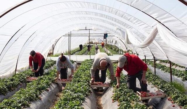 “Po s’vuri dorë shteti, falimentuam!”/ Fermeri i luleshtrydheve: S’ka ardhur askush, sikur nuk ekzistojmë!