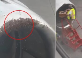 Kosherja e bletëve zbulohet brenda motorit të avionit, anulohet fluturimi (VIDEO)