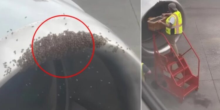 Kosherja e bletëve zbulohet brenda motorit të avionit, anulohet fluturimi (VIDEO)