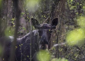 Befasi për shkencëtarët! Çernobili 40 vite më pas, jeta e egër rritet mes ndikimit të rrezatimit
