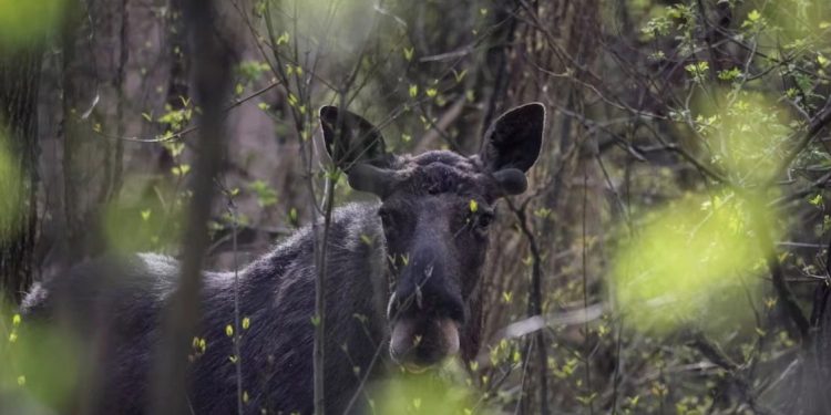 Befasi për shkencëtarët! Çernobili 40 vite më pas, jeta e egër rritet mes ndikimit të rrezatimit