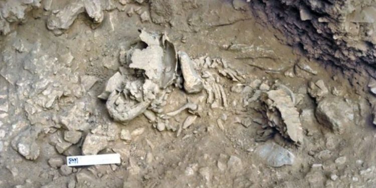 Studim i ri/ Foshnjat Neandertale rriteshin shumë më shpejt se njerëzit modernë