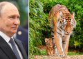 Para vizitës, Putini i dhuron Kazakistanit katër tigra Amur