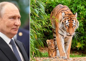 Para vizitës, Putini i dhuron Kazakistanit katër tigra Amur