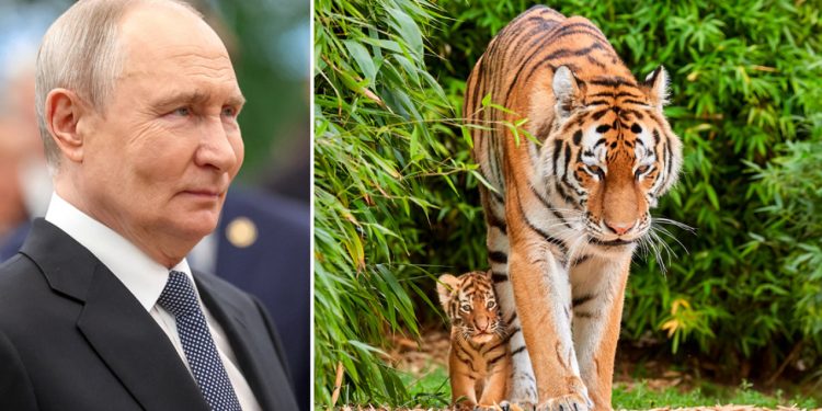 Para vizitës, Putini i dhuron Kazakistanit katër tigra Amur