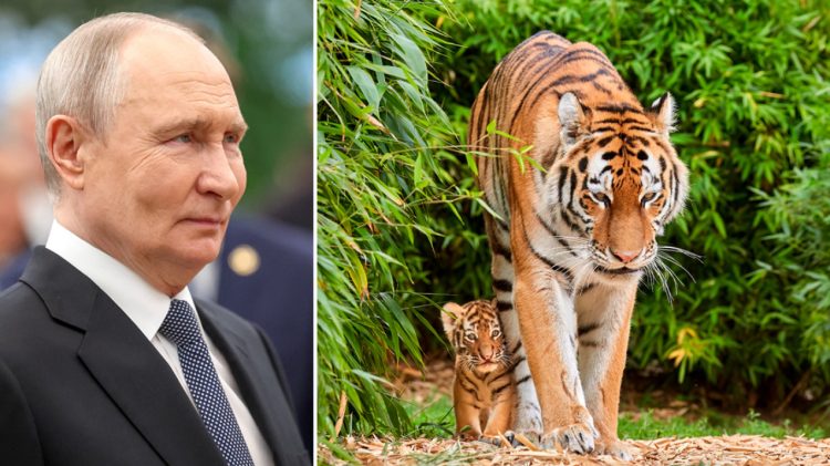 Para vizitës, Putini i dhuron Kazakistanit katër tigra Amur