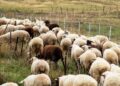 Greqia vë nën akuzë 22 persona për vjedhjen e fondeve europiane të bujqësisë