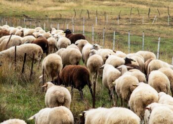 Greqia vë nën akuzë 22 persona për vjedhjen e fondeve europiane të bujqësisë