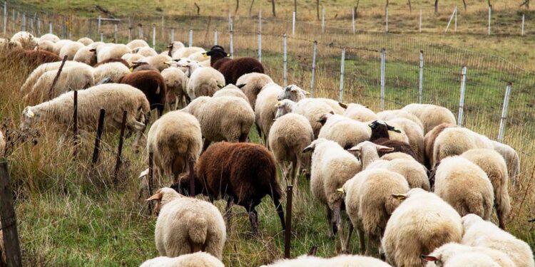 Greqia vë nën akuzë 22 persona për vjedhjen e fondeve europiane të bujqësisë