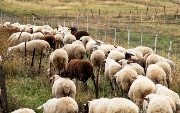 Greqia vë nën akuzë 22 persona për vjedhjen e fondeve europiane të bujqësisë