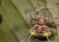 Maskohet si kërpudhë, zbulohet në Amazonë një merimangë e pazakontë ‘zombi’