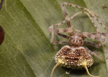 Maskohet si kërpudhë, zbulohet në Amazonë një merimangë e pazakontë ‘zombi’